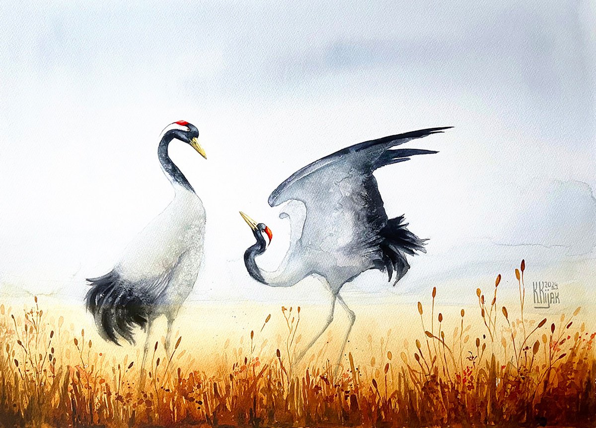 Common cranes dance by Karolina Kijak