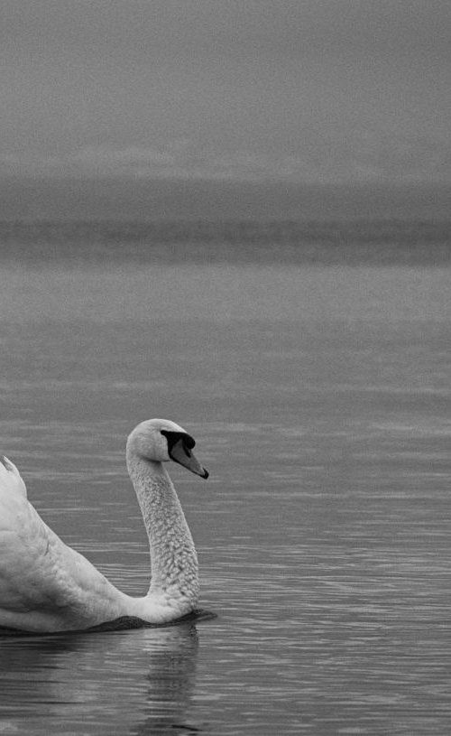 Swan on Lac Léman, II by Charles Brabin