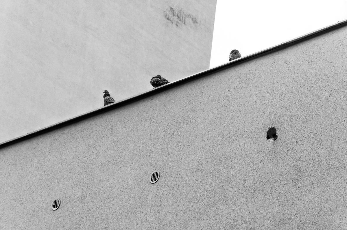 Guards (from the Birds set) by Adam Mazek