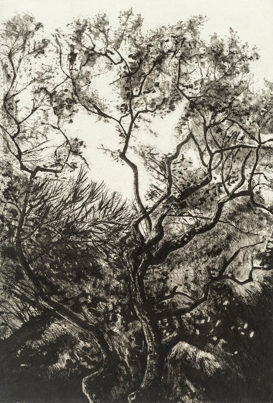 Westonbirt Oak