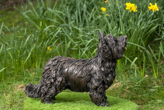 Yorkshire Terrier (BR)