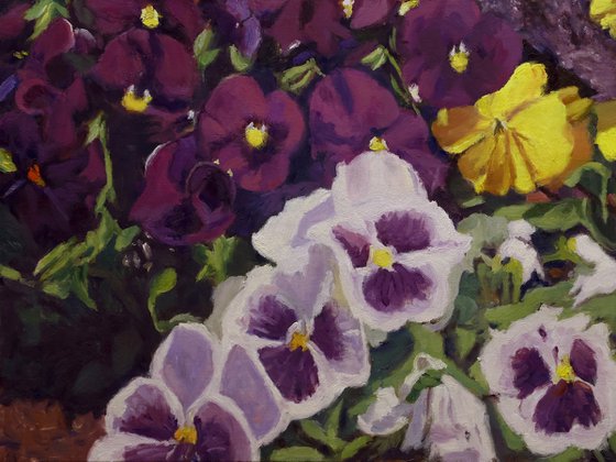 Fancy Pansies