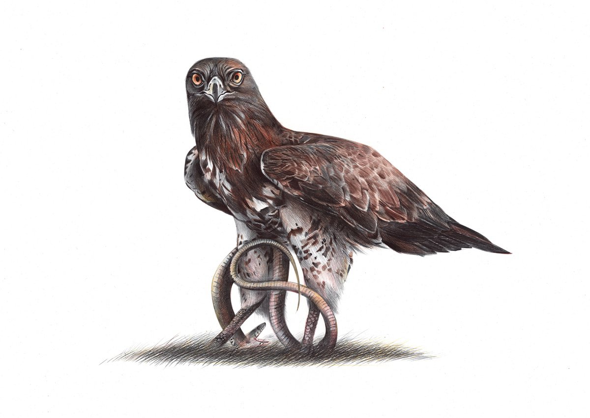 Short-toed Snake Eagle (Realistic Ballpoint Pen Bird Portrait) by Daria Maier