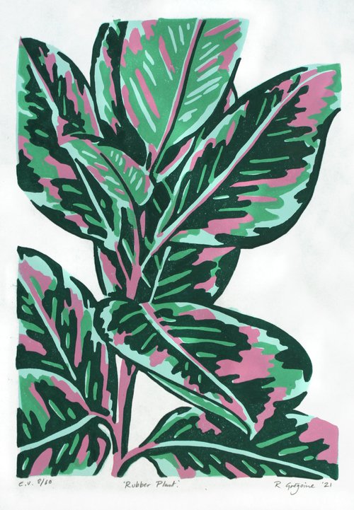 Green Rubber Plant e.v. 8/60 by Rosalind Gregoire