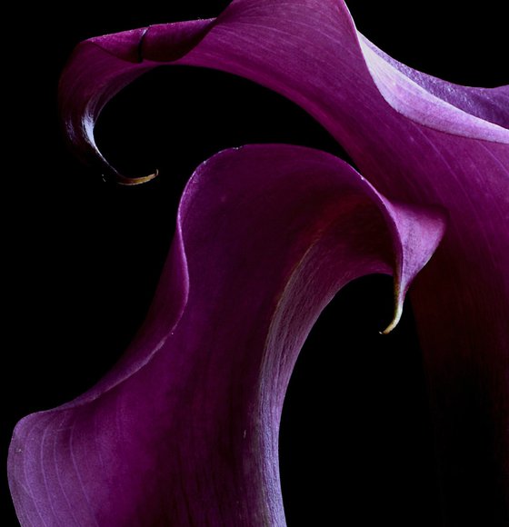 Grape Velvet Calla Lilies