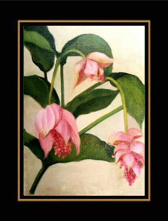 Medinilla Magnifica