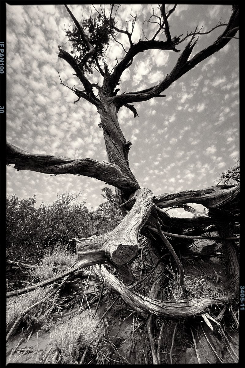 Ancient tree no.3 by Mattia Paoli