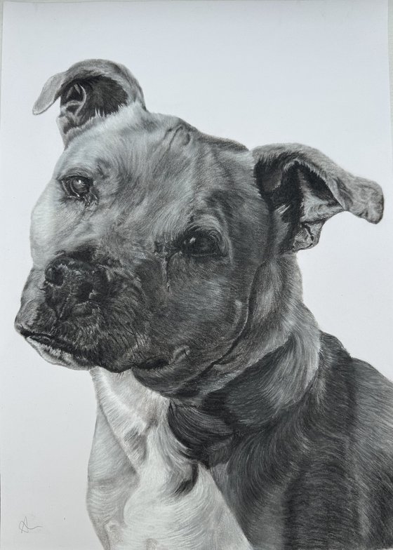 Commissioned Pet Portrait A3 (297 × 420 mm)