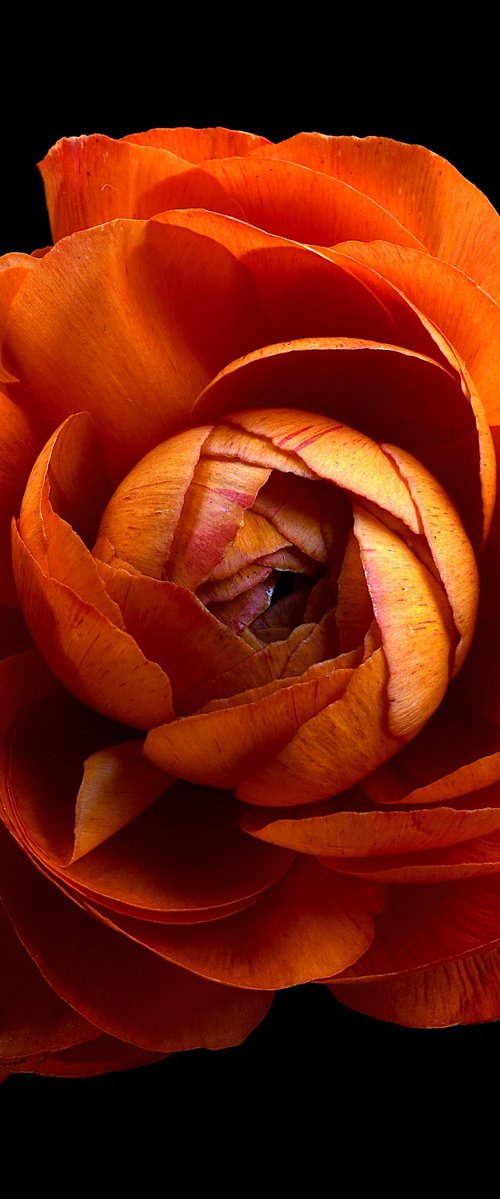 Orange Ranunculus by Nadia Culph