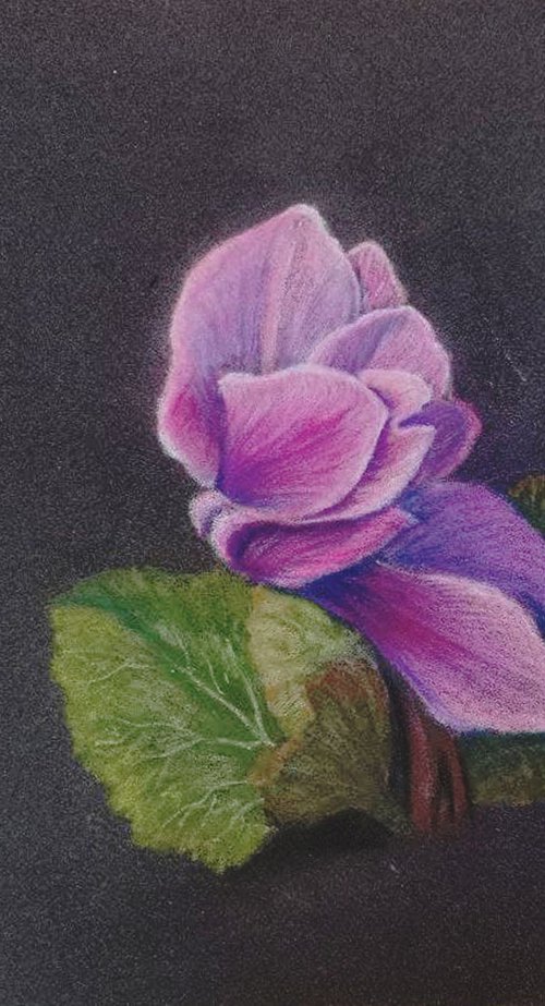 Sicilian cyclamen from life by Oksana Siciliana