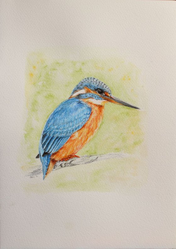 Kingfisher