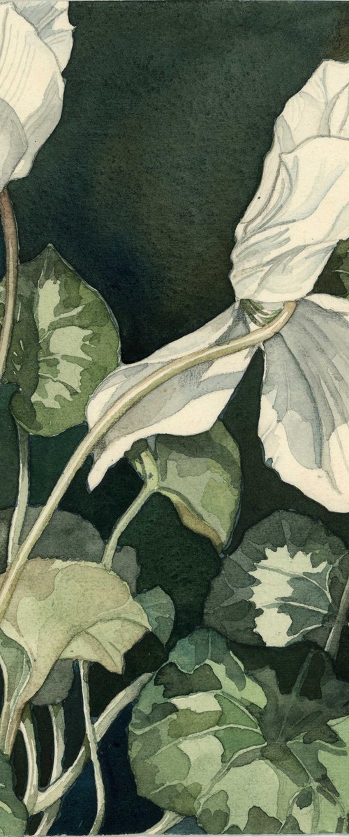 cyclamen in white watercolor by Alfred  Ng