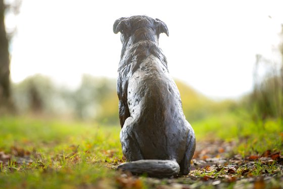Sitting Crossbreed Dog BR