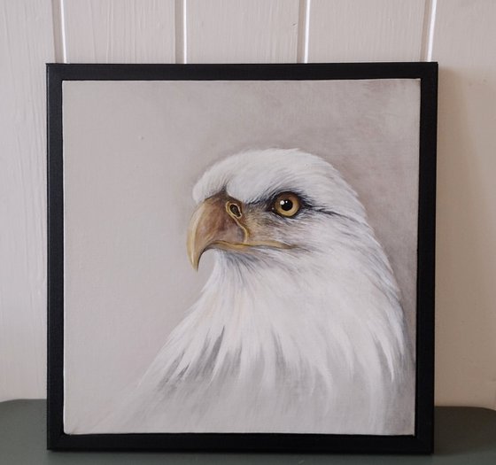 Bald Eagle