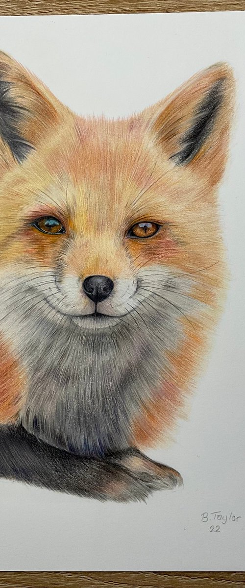 Fox drawing number 2 by Bethany Taylor
