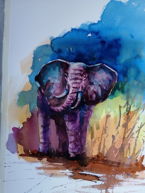 elephant 20
