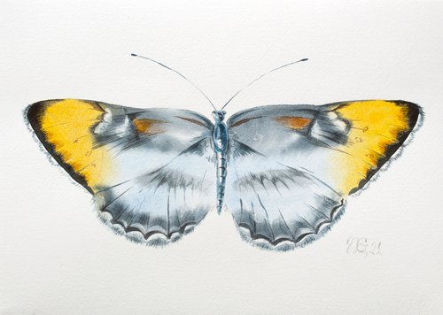 Butterfly by Natalia Galnbek