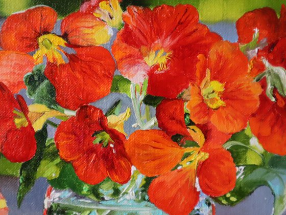 Nasturtium Flower, Sunlight