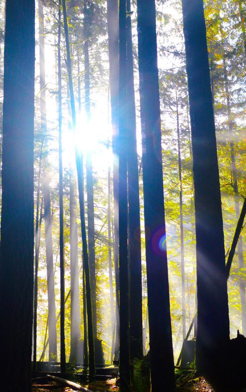 Forest Light Rays by Brian O'Kelly