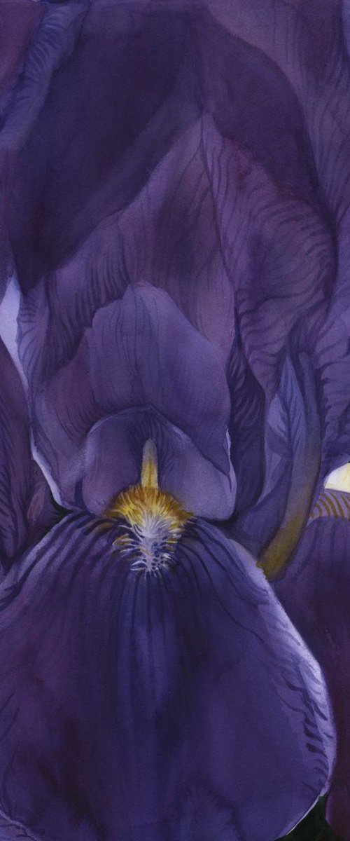 50 shades of purple by Alfred  Ng