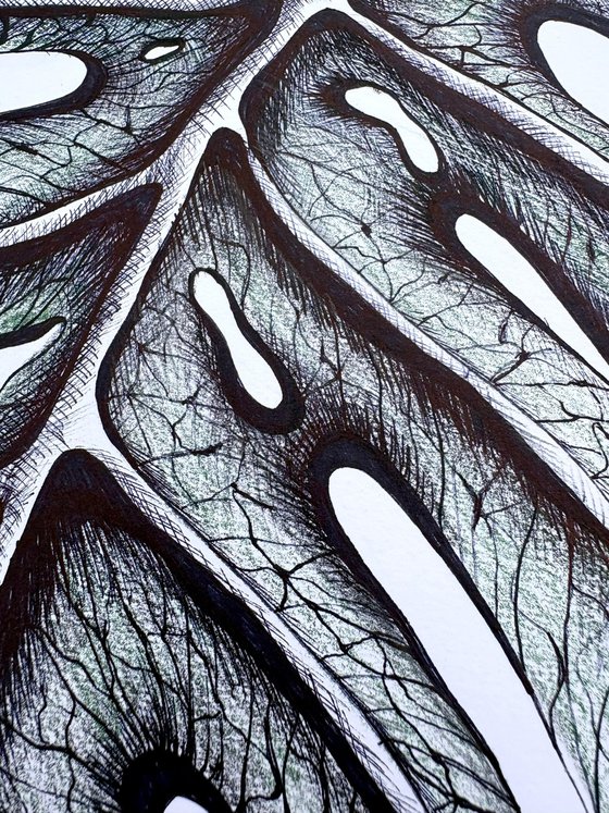 SINGLE MONSTERA LEAF