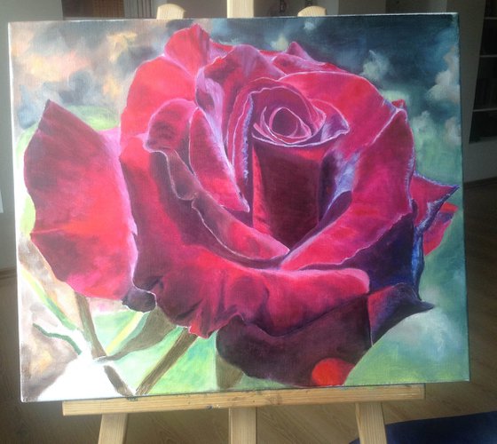 Burgundy Rose in Bloom