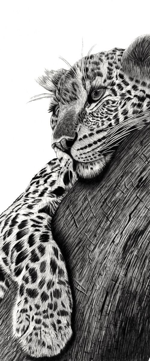 Resting Leopard by Paul Stowe