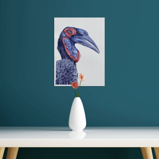 Ground Hornbill, bird portrait