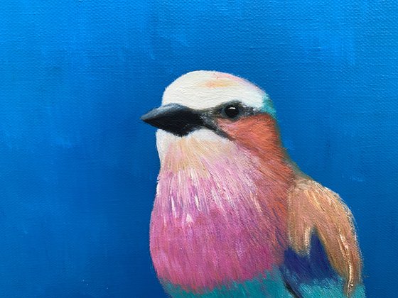 Lilac Breasted Roller