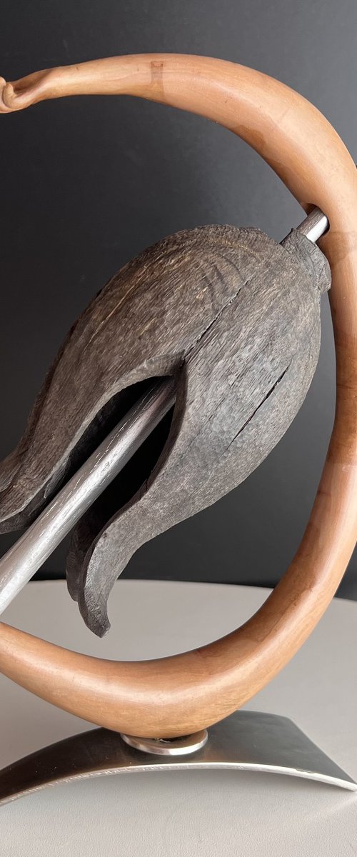 Seed Pod by Roland Köpfer