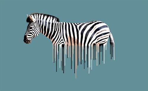 Zebra by Carl Moore