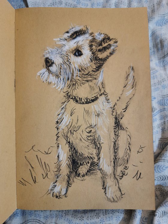 Wire fox Terrier - Pet dog