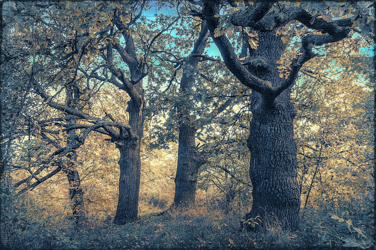 In the old forest. by Valerix