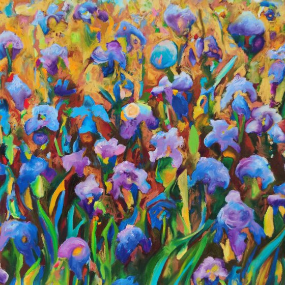 Blue Iris Fields