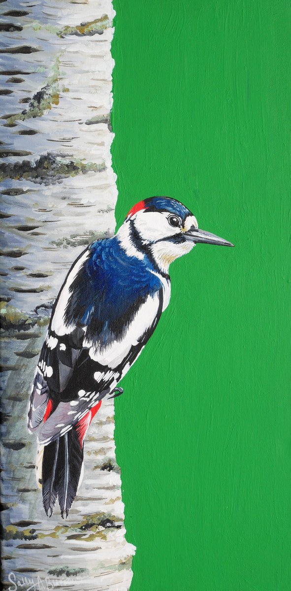 Woodpecker on a silver birch tree by Sally Burrow