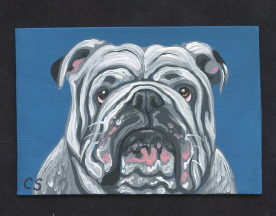 ACEO ATC Original Miniature Painting White English Bulldog Pet Dog Art-Carla Smale
