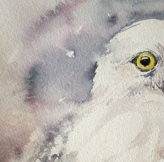 Snowy Owl Shaz