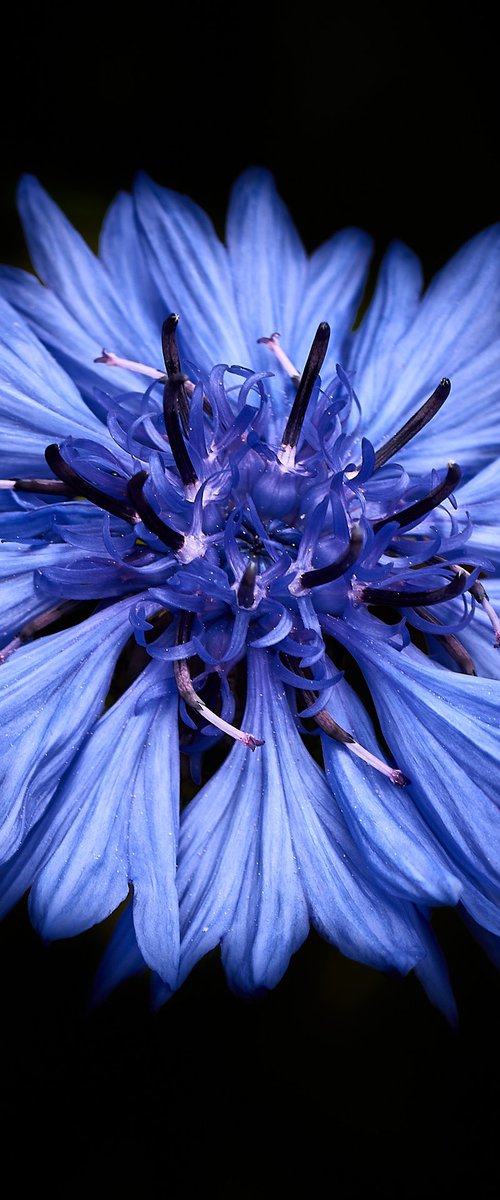 The splash of blue by Dean Buckfield