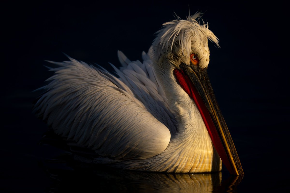 Photorealistic Animal Photograph By Nick Dale, 53 X 38", White On Black, Original Artwork