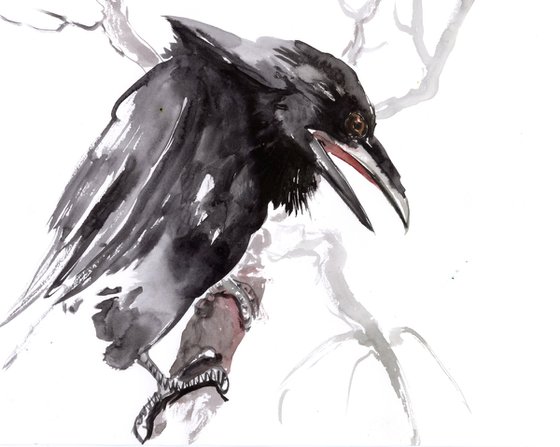 Crow