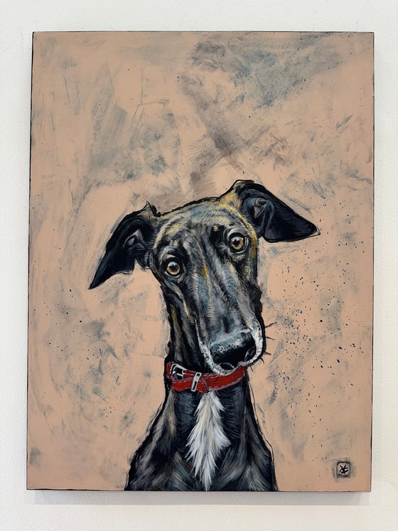 Diesel the Greyhound