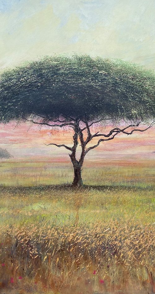 Acacia Dawn by Simon Jones