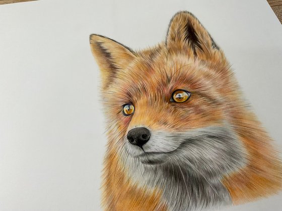 Realistic fox drawing