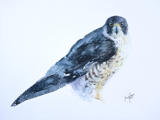 Peregrine Falcon