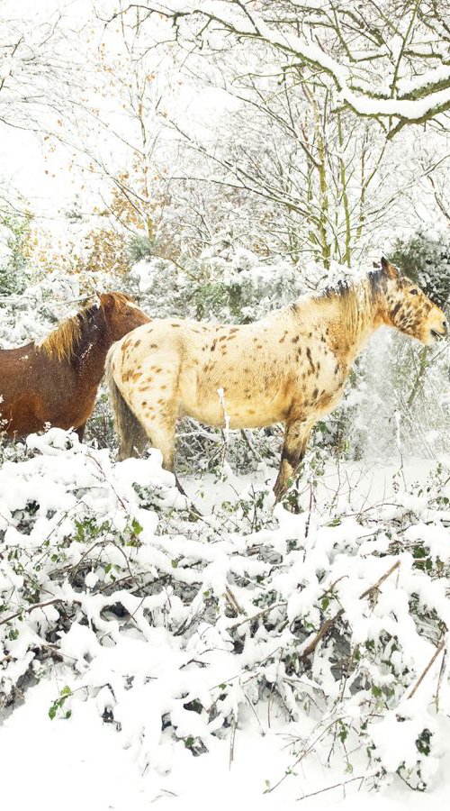 SNOWY APPALOOSA by Andrew Lever