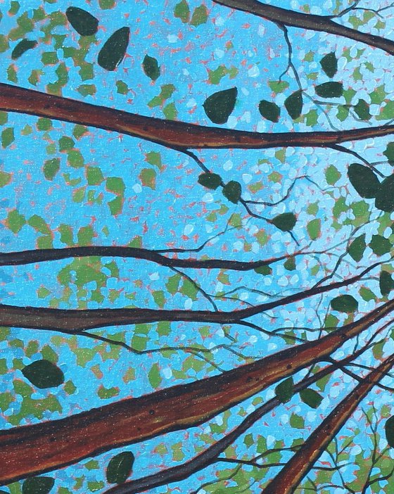 Canopy