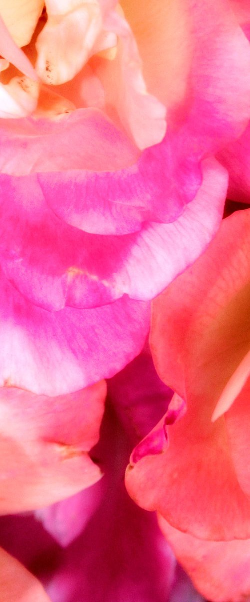 GETTING LOST IN PINK PETALS Palm Springs CA by William Dey