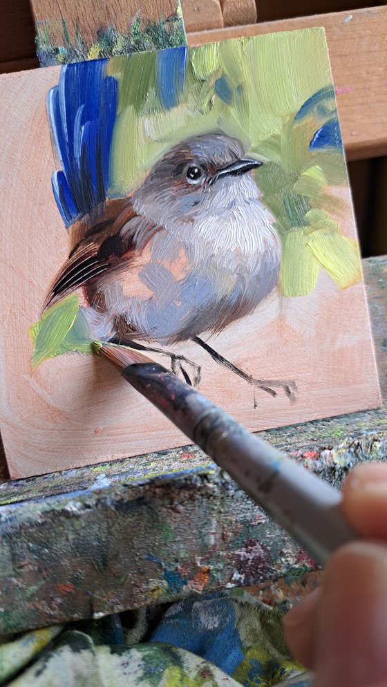 Fairywren bird