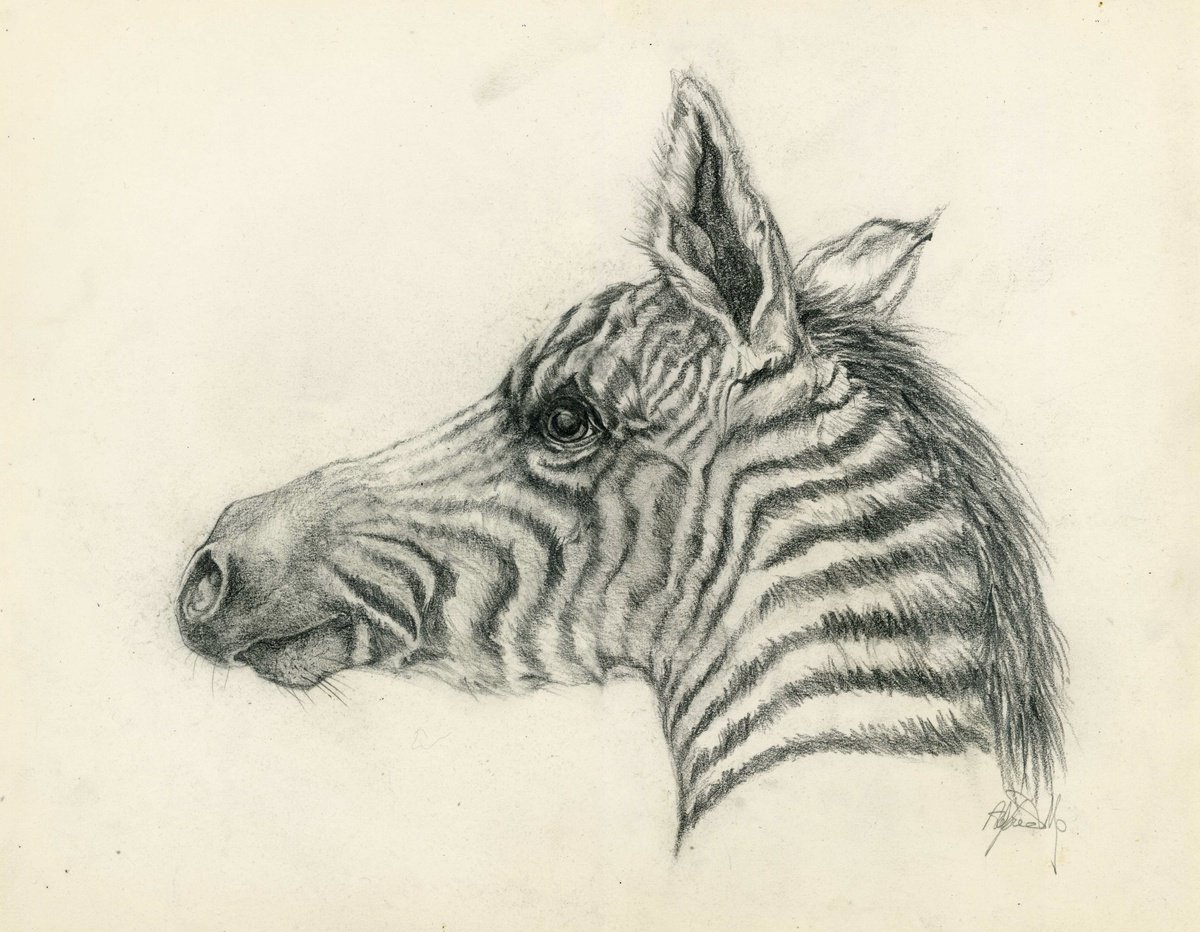 baby zebra drawing by Alfred Ng