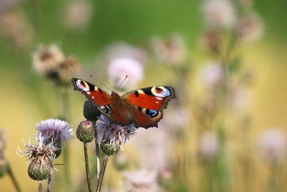 Butterfly in a field